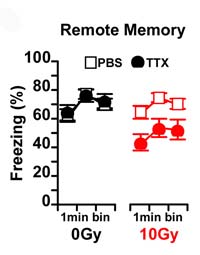 Inactivating the hippocampus with TTX impairs memory in irradiated mice (red circles).