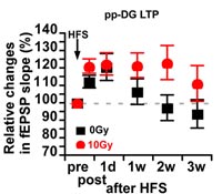 LTP lasts longer in irradiated rats (red circles) than in controls (black squares)