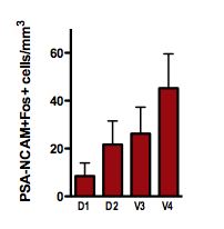 The density of 'activated' new neurons (i.e. PSA-NCAM+ and Fos+) increased from septal to temporal. Note the mid-septal and mid-temporal regions were similar. Also note that I used D and V nomenclature, for 'dorsal' and 'ventral', despite repeatedly emphasizing that 'septal' and 'temporal' is more accurate. A reviewer told me to do this (and I listened).