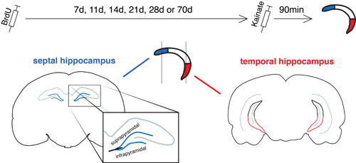 experimental design